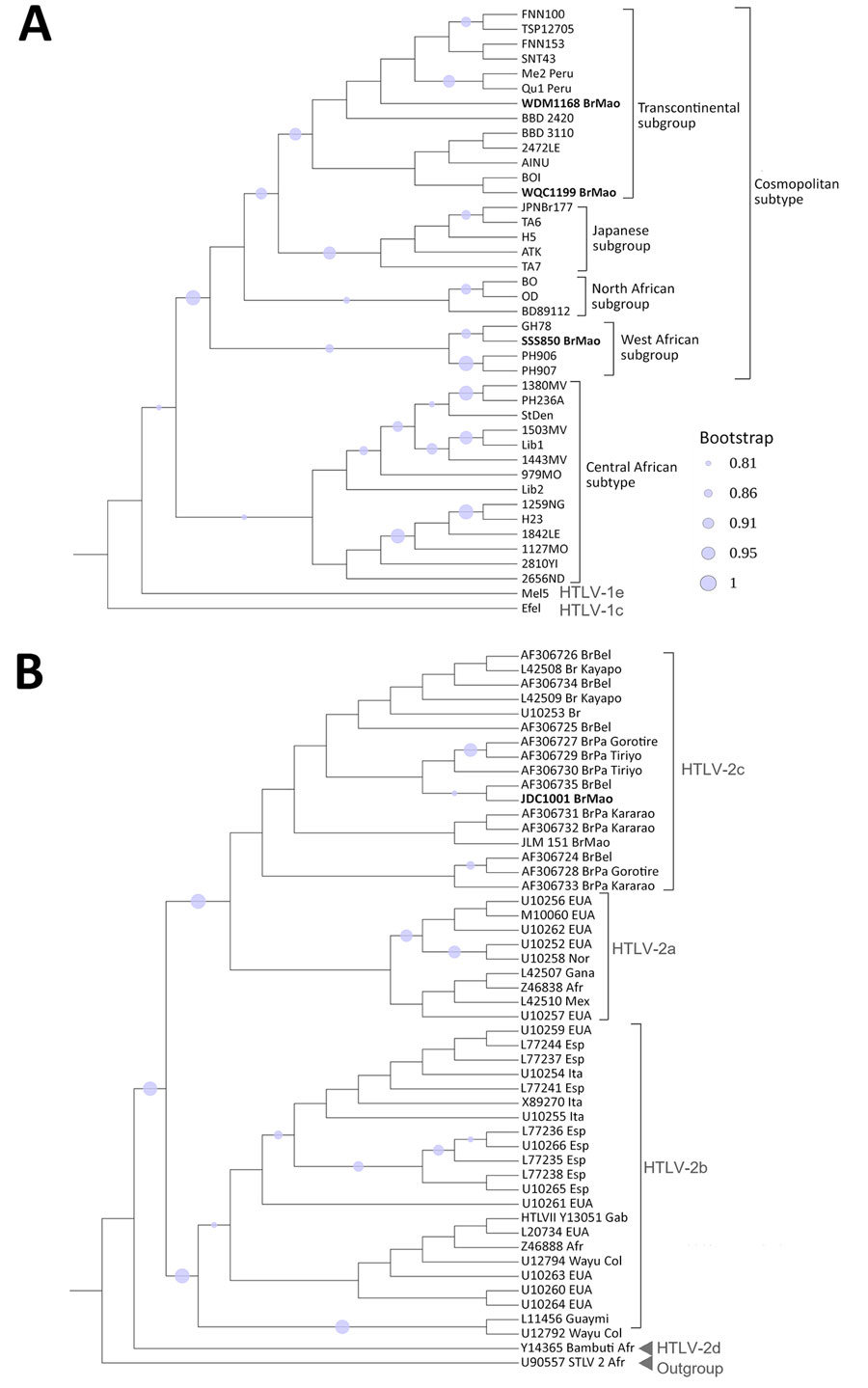 Phylogenetic tree of HTLV isolates in study of emergence of West African HTLV-1aC subgroup, Brazilian Amazon. A) HTLV-1 sequences obtained in this study (bold text) were analyzed with 38 reference sequences from GenBank. The Manaus isolates clustered within the Cosmopolitan subtype, including the Transcontinental subgroup (WDM1168_BrMao and WQC1199_BrMao) and the West African subgroup (SSS850_BrMao). B) The HTLV-2 sequence identified in Manaus (JDC1001_BrMao, bold text) was analyzed with 49 reference sequences from GenBank (accession numbers provided) and clustered within subtype HTLV-2c. Trees were inferred using the maximum-likelihood method under the Kimura 2-parameter substitution model. The best-scoring trees (log-likelihood −14,610.1 for panel A and −2,247.45 for panel B) were selected through heuristic searches initiated with neighbor-joining and maximum parsimony starting topologies. Branch support was assessed with 1,000 bootstrap replicates. HTLV, human T-lymphotropic virus.