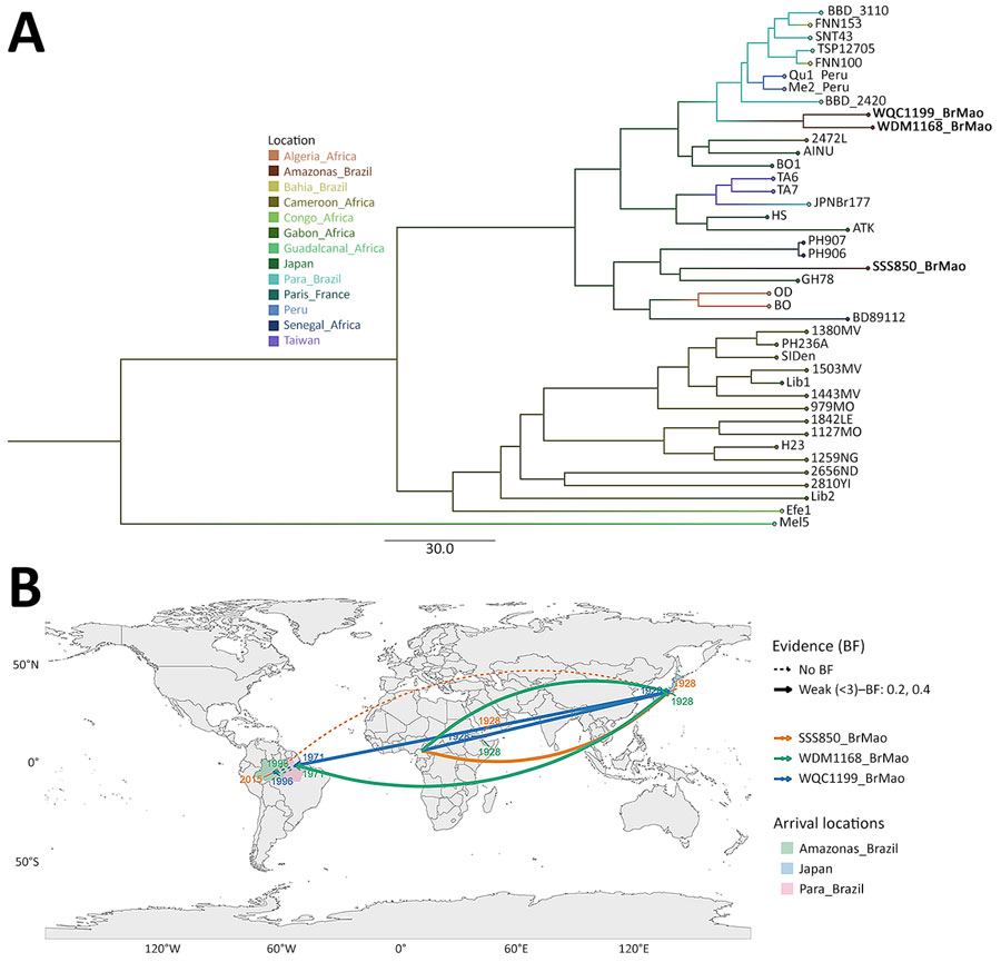 Time-scaled phylogeny and discrete phylogeographic diffusion of HTLV-1 lineages in study of emergence of West African HTLV-1aC subgroup, Brazilian Amazon. A) Time-calibrated maximum clade credibility tree inferred in BEAST version 10.5 (https://beast.community) from the long terminal repeat (LTR) dataset (3 sequences from this study plus reference sequences), using sampling year as tip date, a strict molecular clock, and discrete geographic-state reconstruction under a continuous-time Markov chain model with Bayesian stochastic search variable selection. Branches and tips are colored by inferred location (see key); red tips indicate sequences generated in this study. B) Spatiotemporal diffusion reconstructed from Markov jumps. Trajectory colors correspond to each Manaus lineage: orange, SSS850_BrMao; green, WDM1168_BrMao; blue, WQC1199_BrMao. Numbers indicate posterior median year of first arrival (labels shown for years >1970; Cameroon→Japan step, ≈1928, is retained for context). Line style indicates support: dashed, no Bayers factor recovered; solid, weak support (<3; here, 0.2–0.4). Shaded polygons indicate inferred arrival locations (Amazonas and Pará states, Brazil, and Japan). HTLV, human T-lymphotropic virus.