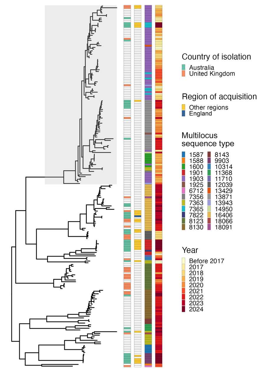 Maximum-likelihood phylogenetic tree of 212 ceftriaxone-resistant Neisseria gonorrhoeae isolates harboring penA 60.001 allele. Gray shading indicates original FC428 clone that emerged in 2015 in Japan and shows most new isolates clustering away from this clone. Columns at right shows isolates detected in England and Australia, reported regions where infections were acquired in Asia (countries include Cambodia, China, Indonesia, Japan, Thailand, Singapore, and Vietnam), multilocus sequence type, and year of isolation. Sequence types and isolate years demonstrate variation over time and genomic diversity. 