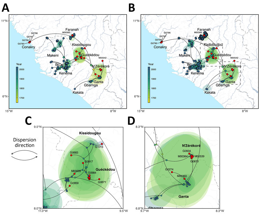 Phylogeographic reconstruction of the dispersal history of Lassa virus lineage IV from study of genomic surveillance of Lassa virus through in-country sequencing, Guinea. A, B) Results of the continuous phylogeographic inference based on large (A) and small (B) segment sequences. For each analysis, the corresponding maximum clade credibility tree is mapped with internal and tip nodes colored according to their estimated time of occurrence and sampling date. Tip nodes corresponding to newly sequenced cases from this study are highlighted in red. Shaded polygons represent the 80% highest posterior density regions, reflecting uncertainty in internal node location inference. The estimated root of lineage IV, dating to the 17th–18th Centuries, is indicated by dashed squares in the southeastern (forested) region of Guinea. C, D) Maps highlighting specific transmission dynamics in Guéckédou (C) and N’Zérékoré (D), illustrating the dense local clustering and the cross-border introductions from Liberia (Ganta) into the N’Zérékoré region.