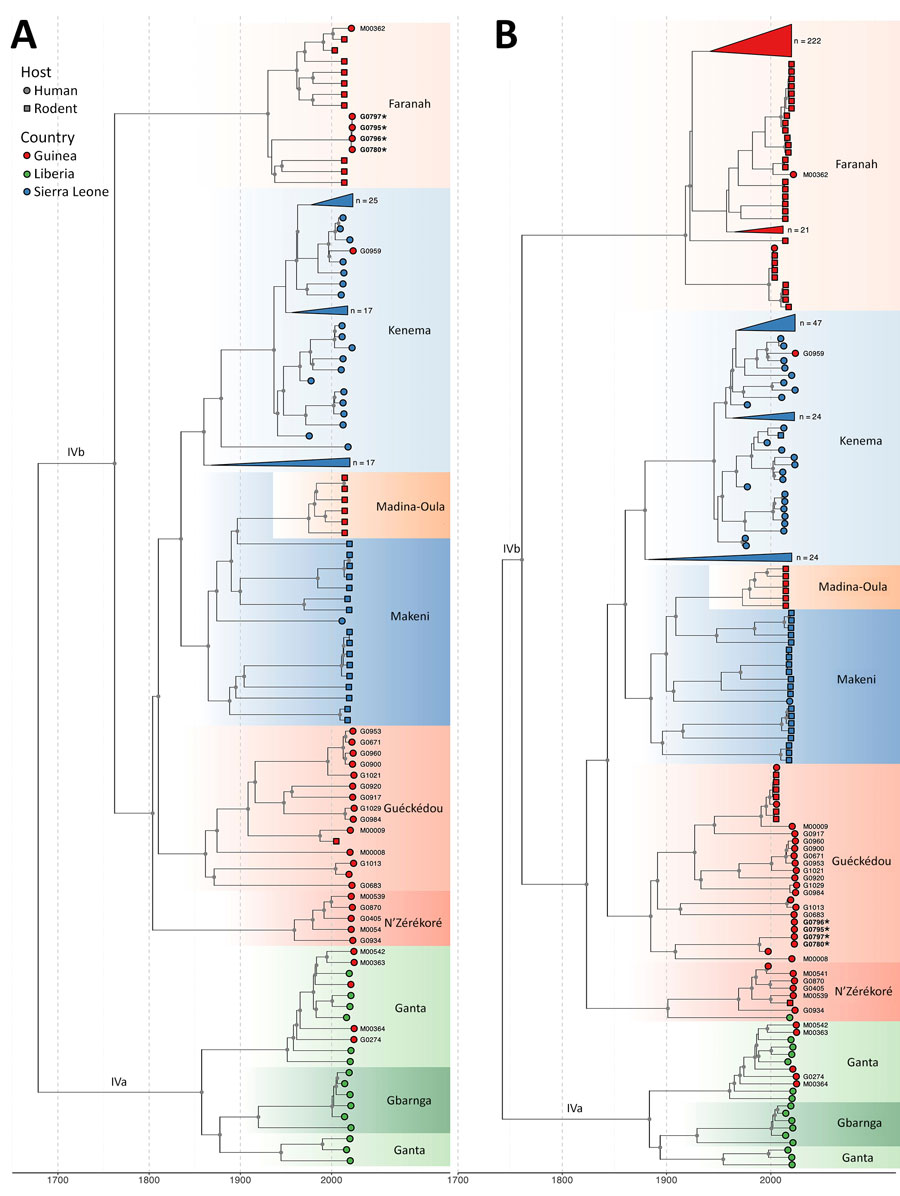 Temporal evolution of the large and small segments of Lassa virus from study of genomic surveillance of Lassa virus through in-country sequencing, Guinea. Time-scaled maximum clade credibility trees are shown for the large (A) and small (B) segments. Tips are colored by country of origin. Sublineages are annotated and colored by their predominant geographic location (e.g., Kenema, Faranah, Ganta). Clades that fall outside the sequence diversity of interest (i.e., clades that have no association with the sequences reported in this article) are collapsed and annotated with the total number of sequences they include. Gray dots indicate internal nodes with a clade credibility of >80%. Sequences reported in this manuscript have their sample identification codes indicated next to their respective tip. We detected 2 cocirculating sublineages of Lassa virus in N’Zérékoré: a locally established IVb lineage (M00539, M00541, G0405, G0870, G0934), and the IVa lineage linked to the region of Ganta in Liberia (M00363, M00542, M00364, G0274). The sample from Guéckédou (G0959) grouped within the Kenema, Sierra Leone, Lassa virus cluster, reflecting its travel-linked origin. Strains that form the nosocomial transmission chain with reassorted genomes have been highlighted in bold and are indicated with a star.