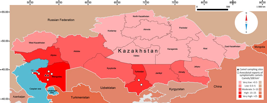 Choropleth representation of camel density used in a study of Middle East respiratory syndrome coronavirus camels, Kazakhstan, 2025. Camel sampling sites and areas with anecdotal reports of symptomatic camels are shown. Colors indicate animals/100 km2 in Kazakhstan and surrounding countries. All spatial data processing, density calculations, and map visualization were conducted by using QGIS (version 3.40.12, https://qgis.org). All spatial data were projected in by using the World Geodetic System 1984 (EPSG:4326). Map design displays geographic coordinates so that equal angular intervals of longitude and latitude are represented uniformly, despite corresponding to different ground distances, producing an elongation of the study area.