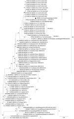 Whole-genome phylogenetic analysis of MERS-CoV detected in camels, Kazakhstan, 2025. Complete genome sequences were aligned by using MAFFT version 7 (https://mafft.cbrc.jp/alignment/software). Maximum-likelihood phylogenetic trees were reconstructed in IQ-TREE (https://iqtree.github.io) by using the best-fit nucleotide substitution model selected by ModelFinder, and branch support was assessed with 1,000 bootstrap replicates. Black triangle indicates MERS-CoV sequence from Kazakhstan (GenBank accession no. PZ439299). Scale bar indicates nucleotide substitutions per site. MERS-CoV, Middle East respiratory syndrome coronavirus.