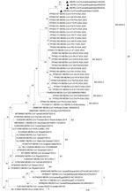 Spike gene phylogenetic analysis of MERS-CoV detected in camels, Kazakhstan, 2025. Maximum-likelihood phylogenetic tree inferred from full-length spike gene nucleotide sequences of representative MERS-CoV strains. Sequences were aligned by using MAFFT version 7 (https://mafft.cbrc.jp/alignment/software) and the phylogeny was reconstructed by using IQ-TREE (https://iqtree.github.io). Black triangles indicated sequences from Kazakhstan obtained in this study (GenBank accession nos. PZ439299, PZ450434, PZ450435, PZ450436). The Kazakhstan sequences clustered within clade B5 along with contemporary camel-derived strains from the Arabian Peninsula. Numbers at nodes indicate percent bootstrap support values on the basis of 1,000 replicates. Scale bar indicates nucleotide substitutions per site. MERS-CoV, Middle East respiratory syndrome coronavirus.