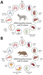 Quantitative reverse transcription PCR results from HPAIV A(H5N1) in cat and rats during outbreak in backyard poultry, United States, 2025. Specimens obtained from a cat (A) and a rat (B) found dead on farm where the outbreak occurred were confirmed to be positive for H5N1 clade 2.3.4.4b, genotype D1.1 virus. Graphic shows HPAIV-positive tissues and corresponding Ct values. A) For the cat, Ct values are shown for mesenteric and peripheral lymph nodes; urine, stomach content, and small intestine were not tested. B) For the rat, Ct values for peripheral lymph node only are shown; no mesenteric lymph node was tested. Also, rat feces, bone marrow, and testis were tested, but HPAIV was not detected in those organs. Figure created with BioRender (https://www.biorender.com). Ct, cycle threshold; HPAIV, highly pathogenic avian influenza virus.