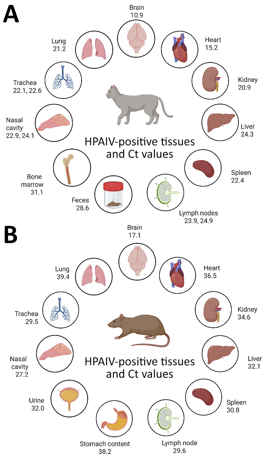 Quantitative reverse transcription PCR results from HPAIV A(H5N1) in cat and rats during outbreak in backyard poultry, United States, 2025. Specimens obtained from a cat (A) and a rat (B) found dead on farm where the outbreak occurred were confirmed to be positive for H5N1 clade 2.3.4.4b, genotype D1.1 virus. Graphic shows HPAIV-positive tissues and corresponding Ct values. A) For the cat, Ct values are shown for mesenteric and peripheral lymph nodes; urine, stomach content, and small intestine were not tested. B) For the rat, Ct values for peripheral lymph node only are shown; no mesenteric lymph node was tested. Also, rat feces, bone marrow, and testis were tested, but HPAIV was not detected in those organs. Figure created with BioRender (https://www.biorender.com). Ct, cycle threshold; HPAIV, highly pathogenic avian influenza virus.