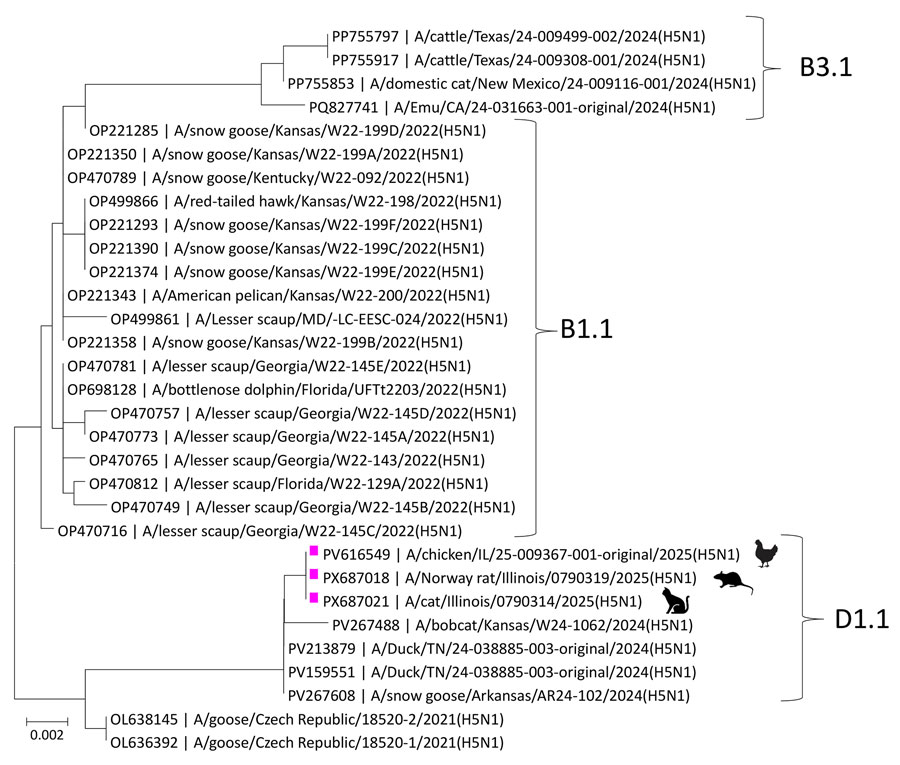 Phylogenetic tree of hemagglutinin gene sequences from highly pathogenic avian influenza A(H5N1) virus in cat and rats during outbreak in backyard poultry, United States, 2025. The cat, rat, and chicken from this study (pink squares) are closely related to other avian strains, as well as an isolate from a bobcat (GenBank accession no. PV267488). GenBank accession numbers are provided. Scale bar indicates nucleotide substitutions per site. 
