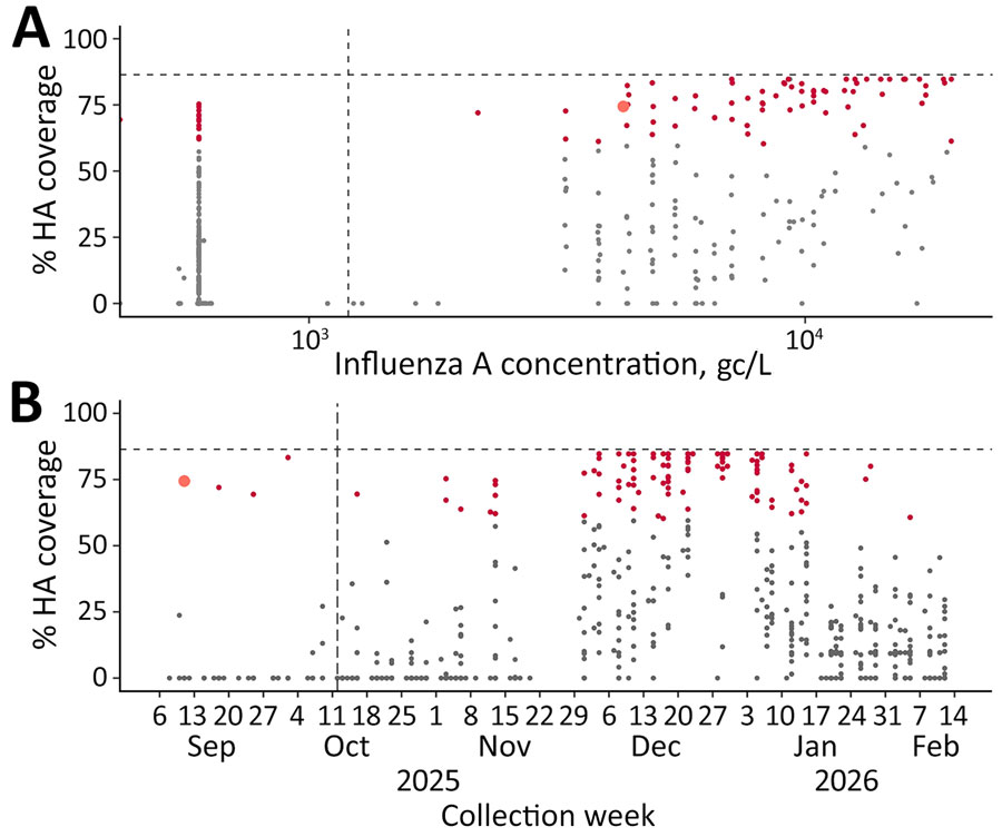 Wastewater sequencing metrics in study of early-season detection of influenza A(H3N2) subclade K in wastewater, Colorado, USA, 2025–2026. A) Percentage coverage of HA gene plotted against influenza A viral concentration. Orange represents sample with the first subclade K detection, collected October 16, 2025. Red represents samples with >60% coverage required for performing deconvolution. Gray represents samples with <60% coverage. Horizontal dashed line indicates the tiled amplicon scheme, which covers 86.7% of the HA gene reference sequence. Vertical dashed line indicates the defined limit of quantification, 1,200 gc/L. B) Percentage coverage of HA gene plotted against sample collection date. Horizontal dashed line indicates the tiled amplicon scheme, which covers 86.7% of the HA gene reference sequence. Vertical dashed line indicates the collection date of the first clinical sample characterized as subclade K, October 23, 2025. gc, gene copies; HA, hemagglutinin. 