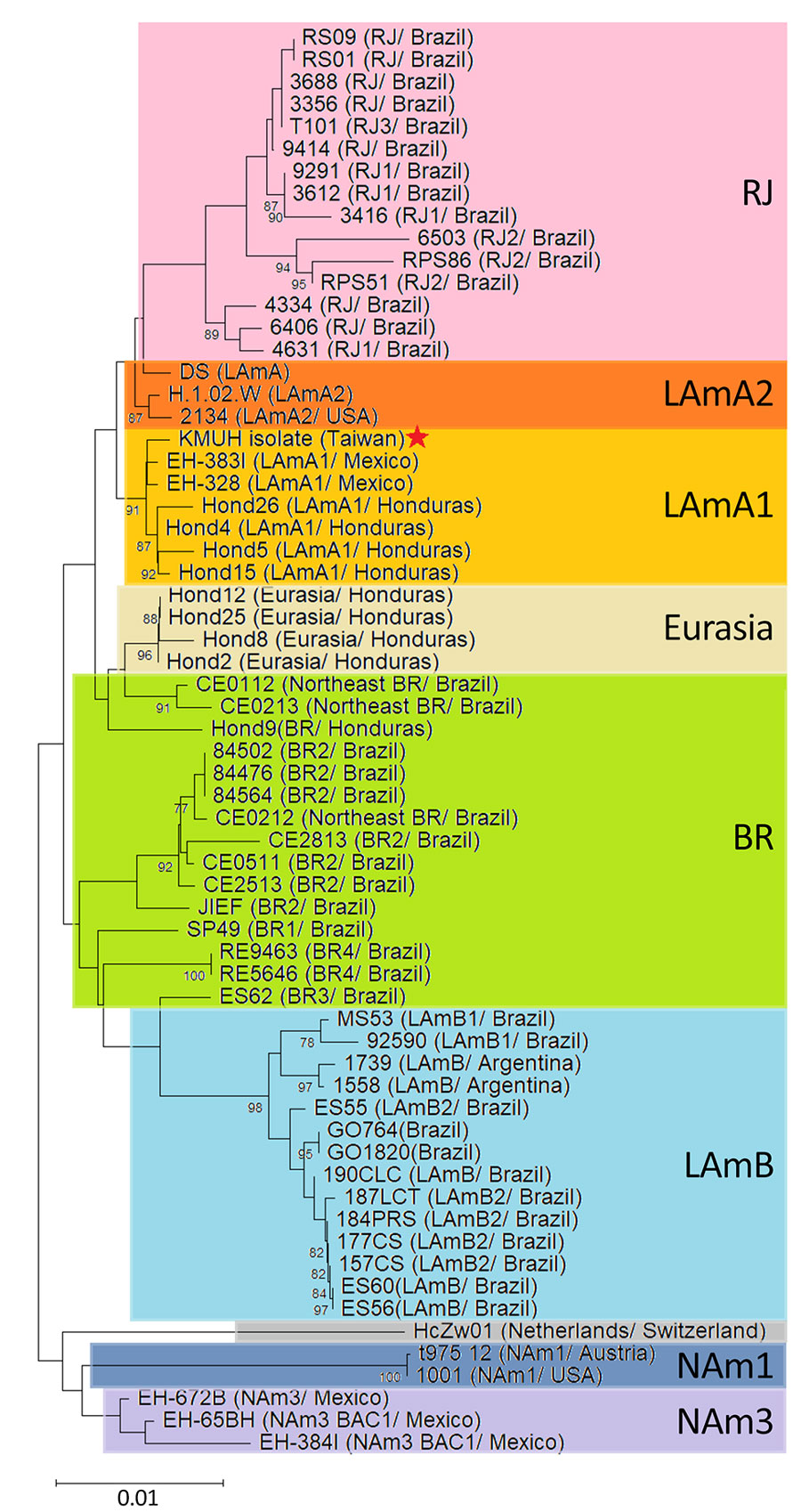 Phylogenetic analysis of Histoplasma capsulatum fungi sequences from a case of disseminated histoplasmosis, Taiwan, 2024. Phylogenetic tree was constructed by using the neighbor-joining method on the basis of concatenated multilocus sequence typing analysis of 4 genes (arf, H-anti, ole, and tub). Bootstrap support for the relevant internal node was 91% on the basis of 1,000 replicates. Red star indicates isolate sequenced from our study (GenBank accession nos. PX954369 [arf], PX954370 [H-anti], PX954371 [ole], and PX954372 [tub]). Scale bar indicates nucleotide substitutions per site. BR, Brazilian; LAmA1, Latin American A1; LAmA2, Latin American A2; LAmB, Latin American B; NAm1, North American 1; NAm3, North American 3; RJ, Rio de Janeiro. 