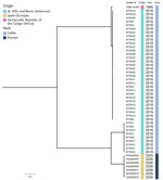 Phylogenetic analysis of Dermatophilus isolates in cluster of suspected sexual transmission of dermatophilosis among men who have sex with men, Barcelona, Spain, December 2025–March 2026. Maximum-likelihood phylogenetic tree shows Dermatophilus isolates from patient nos. 1–7 obtained in this study (bottom of tree) compared with 40 genomes from cattle in Saint Kitts and Nevis (9), and reference strain D. congolensis DSM 44180 (all from the National Center for Biotechnology Information Sequence Read Archive, https://www.ncbi.nlm.nih.gov/sra). Scale bar indicates nucleotide substitutions per site.