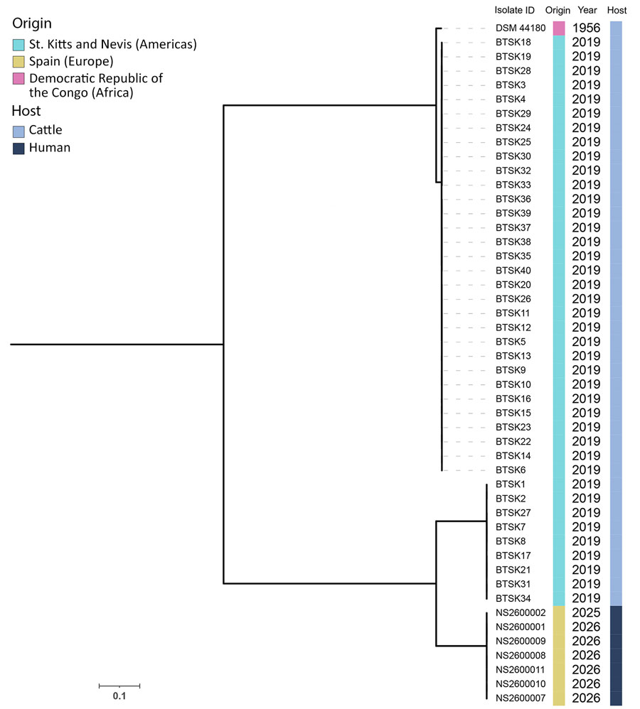 Phylogenetic analysis of Dermatophilus isolates in cluster of suspected sexual transmission of dermatophilosis among men who have sex with men, Barcelona, Spain, December 2025–March 2026. Maximum-likelihood phylogenetic tree shows Dermatophilus isolates from patient nos. 1–7 obtained in this study (bottom of tree) compared with 40 genomes from cattle in Saint Kitts and Nevis (9), and reference strain D. congolensis DSM 44180 (all from the National Center for Biotechnology Information Sequence Read Archive, https://www.ncbi.nlm.nih.gov/sra). Scale bar indicates nucleotide substitutions per site. 