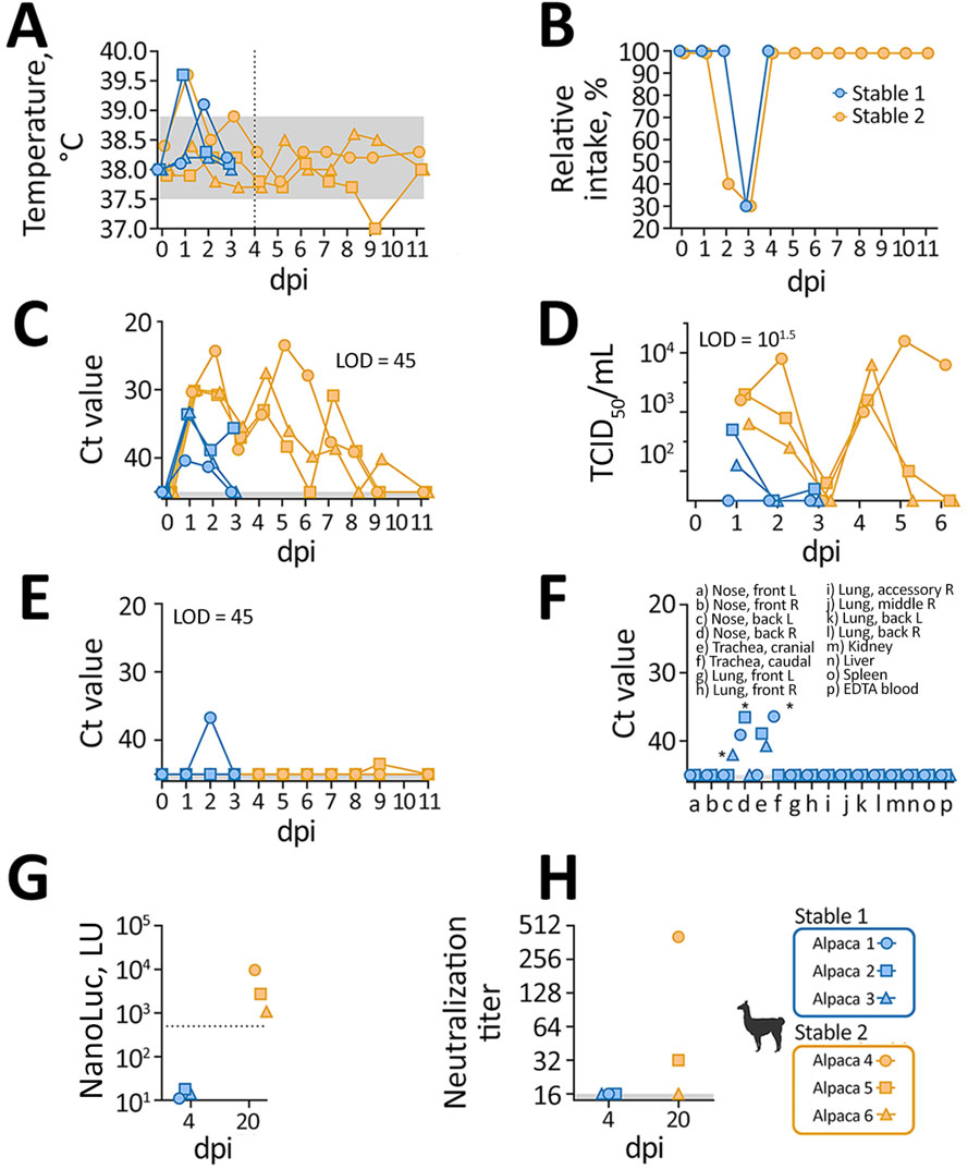 Clinical and laboratory findings from experimental highly pathogenic avian influenza A(H5N1) clade 2.3.4.4b virus infection in alpacas, 2026. Stable 1 alpacas were sampled before euthanasia at 4 dpi; stable 2 alpacas were sampled for 20 dpi before euthanasia. A, B) Clinical signs; C–H) laboratory findings. A) Body temperature; shading indicates physiologic range; dotted vertical line indicates dpi that stable 1 alpacas were euthanized. B) Percentage of typical feed intake. C) Quantitative reverse transcription PCR (qRT-PCR) results on nasal swab samples showing H5N1 viral genome was detected until 7 dpi. Shading indicates LOD. D) Nasal swab sample infectious titers. E) qRT-PCR results on rectal swab samples. Shading indicates LOD. F) qRT-PCR results on tissue samples. Of note, only nose and trachea samples were qRT-PCR–positive as evaluated by endpoint dilution assays for quantification of infectious virus. Asterisks indicate samples that tested positive for infectivity by endpoint dilution at 101.88, 101.82, and 101.62 TCID50/mL. G) ELISA specific for H5 antibodies, confirming positivity of samples collected at 20 dpi. H) Neutralization titers determined by using a live virus neutralization test against 100 TCID50, with the endpoint defined as complete protection from cytopathic effect. Titers are expressed as reciprocal serum dilution, confirming measurable neutralizing capacity for 2 of the samples that tested positive by ELISA. dpi, days postinfection; L, left; LOD, limit of detection; LU, light unit; NanoLuc, nanoluciferase; R, right; TCID50, 50% tissue infective dose.