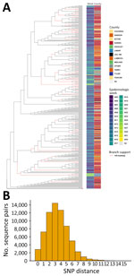 Genomic diversity of measles virus genomes from study of whole-genome sequencing of measles virus from 2025 outbreak, Texas, USA. A) Maximum-likelihood phylogenetic tree of 368 Texas measles genomes (January–August 2025). Color strip annotations denote epidemiologic week of specimen collection and county. Red branches indicate clusters with an ultrafast bootstrap value >90. Red asterisk indicates reference D8 strain (GenBank accession no. KJ018971.2). B) Distribution of pairwise SNP distances among Texas measles genomes. SNP, single-nucleotide polymorphism.