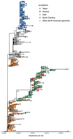 Maximum-likelihood phylogeny of the focal expanding North American genotype D8 measles virus lineage from study of whole-genome sequencing of measles virus from 2025 outbreak, Texas, USA. Phylogeny shows 1,760 genomes from Texas, Utah, Arizona, South Carolina, and other jurisdictions in North America included in the focal expanding North American genotype D8 lineage. We excluded 11 contextual genomes outside the focal lineage from this display. Tips are colored by jurisdiction; Canada genomes and US genomes outside Texas, Arizona, Utah, and South Carolina are grouped as other North American genomes. Tips identified by TreeTime (https://github.com/neherlab/treetime) as molecular-clock outliers are shown with black open circles. Branch lengths represent substitutions per site. The tree was rooted for visualization only; root placement should not be interpreted as evidence of ancestry, source, or transmission direction.
