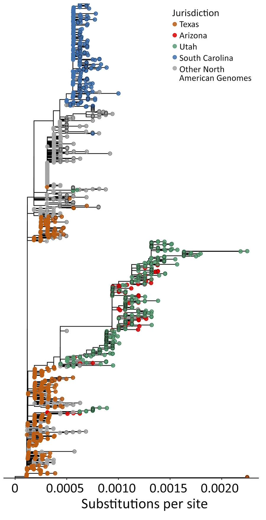 Maximum-likelihood phylogeny of the focal expanding North American genotype D8 measles virus lineage from study of whole-genome sequencing of measles virus from 2025 outbreak, Texas, USA. Phylogeny shows 1,760 genomes from Texas, Utah, Arizona, South Carolina, and other jurisdictions in North America included in the focal expanding North American genotype D8 lineage. We excluded 11 contextual genomes outside the focal lineage from this display. Tips are colored by jurisdiction; Canada genomes and US genomes outside Texas, Arizona, Utah, and South Carolina are grouped as other North American genomes. Tips identified by TreeTime (https://github.com/neherlab/treetime) as molecular-clock outliers are shown with black open circles. Branch lengths represent substitutions per site. The tree was rooted for visualization only; root placement should not be interpreted as evidence of ancestry, source, or transmission direction.