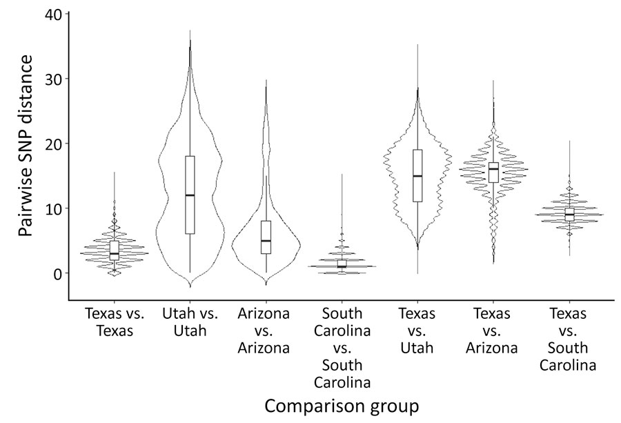 Pairwise SNP-distance distributions among genomes in the focal expanding North American genotype D8 lineage from study of whole-genome sequencing of measles virus from 2025 outbreak, Texas, USA. Violin plots show distributions of pairwise SNP distances within Texas, Utah, Arizona, and South Carolina and between Texas and each comparison jurisdiction. Embedded boxplots show medians (horizonal lines) and interquartile ranges (box tops and bottoms); whiskers indicate the most extreme values within 1.5x the interquartile range below the first quartile or above the third quartile. Wider sections of violins indicate greater density of pairwise comparisons. SNP, single-nucleotide polymorphism.