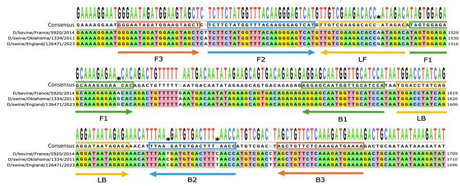 Reverse transcription loop-mediated isothermal amplification (RT-LAMP) primers targeting the influenza D virus polymer basic protein 2 gene in study of isothermal detection of influenza D virus. All available influenza D virus polymer basic protein 2 gene sequences in the National Center for Biotechnology Information Nucleotide database (https://www.ncbi.nlm.nih.gov/nucleotide) were aligned and mutations were annotated. To improve coverage, primers were synthesized with degenerate nucleotides in positions with heterogeneity in the sequences. The consensus sequence and sequences of the 3 isolates (D/bovine/France/5920/2014, D/swine/Oklahoma/1334/2011, and D/swine/England/126471/2023) are shown for comparison. Primer target sequences are presented within the boxes, and the direction of binding is represented by the arrows.