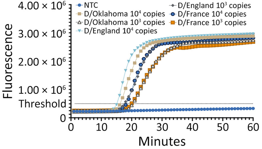 Mean amplification curves from reverse transcription loop-mediated isothermal amplification reaction triplicates showing the onset of amplification in study of isothermal detection of influenza D virus. All influenza D virus isolate RNAs at 104 and 103 copies per µL amplified within the first 20 minutes regardless of the lineage. NTC, nontemplate control.