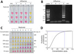 Specificity and sensitivity assays for influenza D virus (IDV) detection in study of isothermal detection of IDV using reverse transcription loop-mediated isothermal amplification (RT-LAMP). A) The total of 106 copies/µL of gBlocks containing the influenza A, B, C and D virus polymer basic protein 2 gene sequences were tested. Only the gBlocks containing the target sequences were amplified, as demonstrated by color change in reactions. B) Two percent gel electrophoresis of 1 representative of each amplification products of the RT-LAMP reactions shown in panel A, showing the typical lamp ladder-like pattern in IDV virus samples and no visible nonspecific bands in the other target samples. C) Dilutions of target RNA in 8 replicates for sensitivity analysis at different concentrations, varying from 500 copies per µL (cp/μL) of target (top row) to 10 cp/μL of target (bottom row). D) Probit-analysis curve of probability of detection in relation to the number of copies. The limit of detection is defined as the minimum number of copies detected >95% of the time. NTC, nontemplate control.