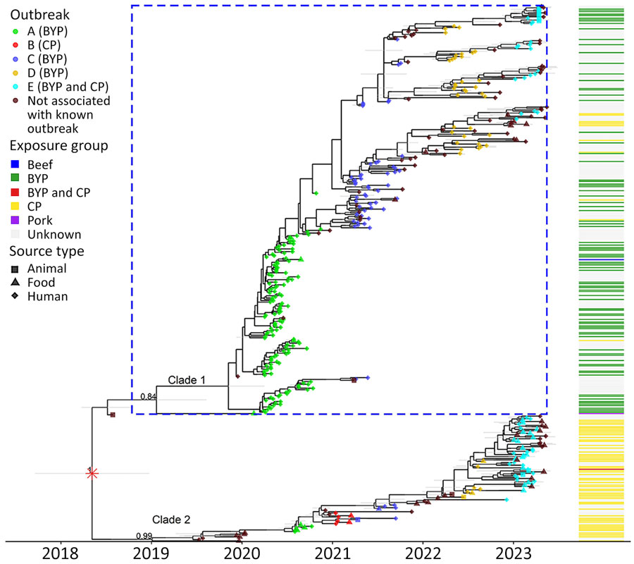 Maximum clade credibility tree of 404 persistent Salmonella Hadar REPTDK01 genomes from study of Salmonella enterica serovar Hadar strain linked to poultry-associated salmonellosis outbreaks, United States. Genomes subsampled from multistate poultry-associated outbreaks and routine surveillance revealed 2 distinct clades corresponding to separate epidemiologic linkages. The tree was generated using BEAST2 (https://www.beast2.org). Isolate tips are aligned to isolation dates and color-coded by outbreak and vehicle. Colored shape indicates source type. Red asterisk marks the most recent common ancestor, estimated to have emerged in early 2018. Posterior support values are shown for the most recent common ancestors of the 404 REPTDK01 genomes (tree root), clade 1, and clade 2. Gray horizontal bars indicate 95% highest posterior density interval for node heights. Column at right of tree indicates exposure group based on patient-related exposures and isolate metadata. Blue dashed box contains data for clade 1, comprising 308 isolates with diverse epidemiologic links to beef, pork, CP, and BYP. Isolates within clade 1 differ by a median of 8 hqSNPs (hqSNP range 0–33), and a median of 4 allele cgMLST differences (allele range 0–16). Clade 2 includes 95 isolates predominantly linked to CP; those isolates differ by a median of 6 hqSNPs (hqSNP range 0–24) or a median of 3 alleles (allele range 0–14). The full subset contains 404 isolates that differ by a median of 9 hqSNPs (hqSNP range 0–40) or 5 alleles (allele range: 0–21). BYP, backyard poultry; cgMLST, core genome multilocus sequence typing; CP, commercial poultry; hqSNP, high-quality single-nucleotide polymorphism.