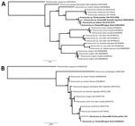 Phylogenetic tree of Dracunculus sp. PantanalBr nematodes collected from Florida panthers and a bobcat, Florida, USA. A) Genetic relationships of Dracunculus sp. PantanalBR from a Florida panther (Puma concolor coryi) and a bobcat (Lynx rufus) compared with other Dracunculus spp. based on partial cytochrome c oxidase subunit 1 gene sequences. B) Genetic relationships of Dracunculus sp. PantanalBR from Florida panther compared with other Dracunculus spp. based on partial 18S rRNA gene sequences. Boldface text represents specimens analyzed in this study. Scale bars indicate substitutions per site.
