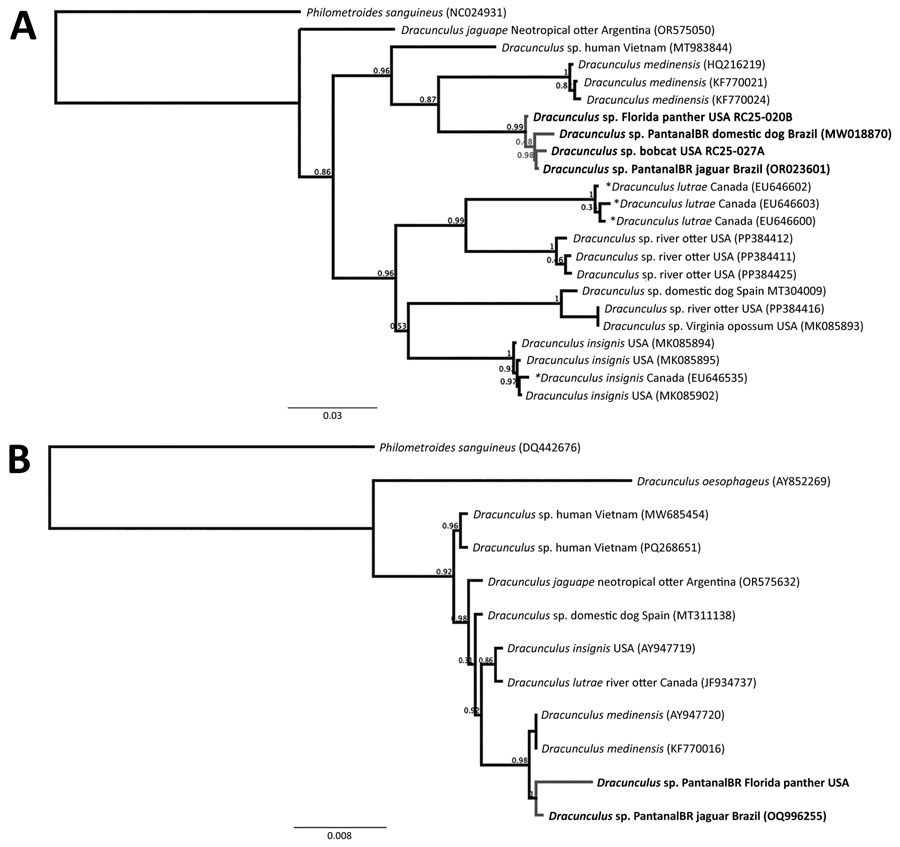 Phylogenetic tree of Dracunculus sp. PantanalBr nematodes collected from Florida panthers and a bobcat, Florida, USA. A) Genetic relationships of Dracunculus sp. PantanalBR from a Florida panther (Puma concolor coryi) and a bobcat (Lynx rufus) compared with other Dracunculus spp. based on partial cytochrome c oxidase subunit 1 gene sequences. B) Genetic relationships of Dracunculus sp. PantanalBR from Florida panther compared with other Dracunculus spp. based on partial 18S rRNA gene sequences. Boldface text represents specimens analyzed in this study. Scale bars indicate substitutions per site.