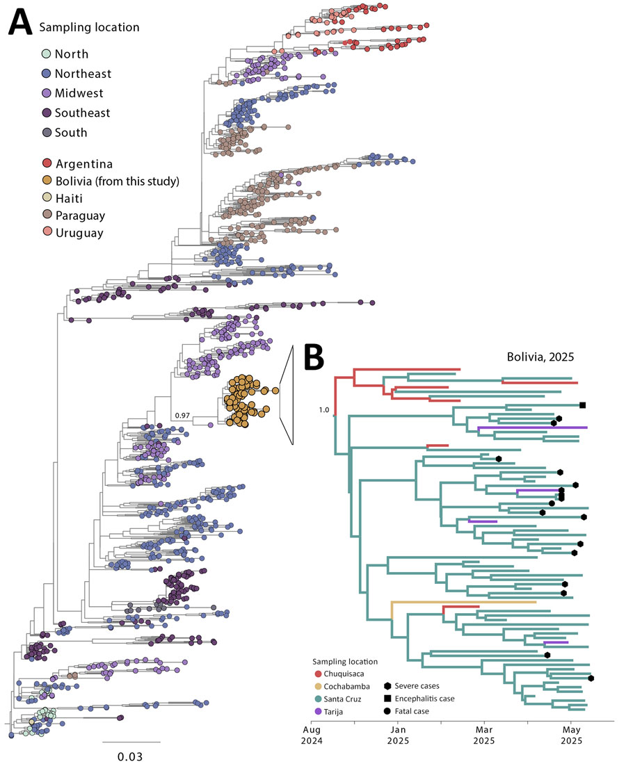 Regional genetic diversity and temporal spread of the chikungunya virus outbreak in Bolivia within the Americas, 2025. A) Phylogenetic tree showing the placement of genomes from Bolivia within the broader diversity across the Americas. Tips are colored according to sampling origin, and sequences from Bolivia are highlighted. The genomes from Bolivia cluster in a well-supported group, consistent with local expansion. B) Time-scaled tree of the Bolivian clade illustrating temporal progression and geographic distribution across departments (Chuquisaca, Cochabamba, Santa Cruz, and Tarija). Symbols indicate severe cases (including 1 encephalitis case and 1 fatal case). Scale bar indicates nucleotide substitutions per site.