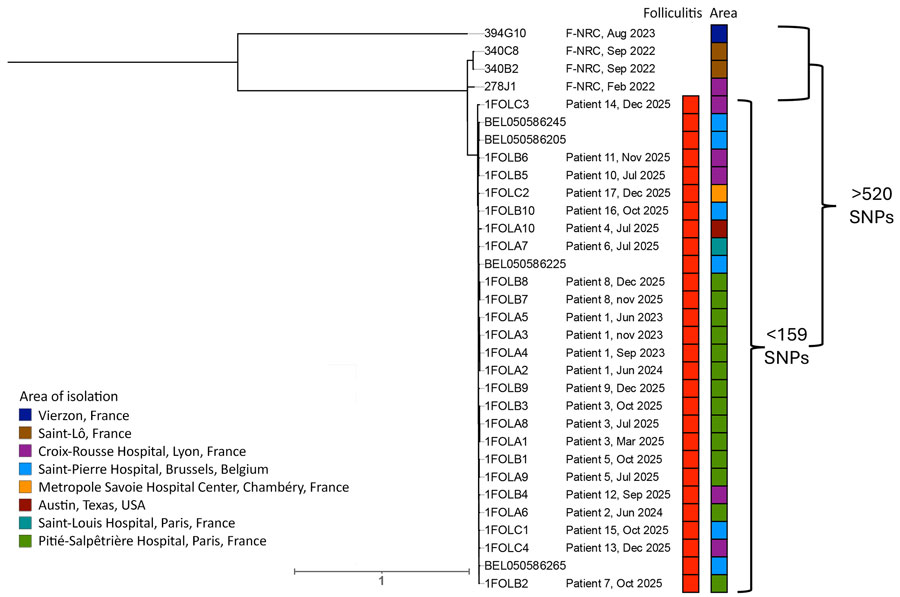 SNP-based phylogeny of Klebsiella aerogenes sequence type (ST) 117 and related isolates from study of facial folliculitis in men who have sex with men in France, Belgium, and the United States. Phylogenetic tree shows 24 folliculitis-associated isolates from 17 patients, 4 unrelated ST117 isolates from the French National Reference Center not implicated in folliculitis, and 4 ST117 folliculitis isolates collected in Belgium in 2025 (2). An expanded version of this figure is available online (https://wwwnc.cdc.gov/EID/article/32/7/26-0572-App2.pdf). F-NRC, French National Reference Center; SNP, single-nucleotide polymorphism. 