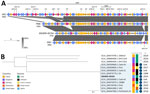 Genomic comparisons of blaOXA-23–positive Proteus mirabilis detected in Massachusetts, USA, in 2024 to clinical isolates identified in previous studies. A) Genomic context of blaOXA-23 regions of P. mirabilis isolate detected in Massachusetts (2024DK-00154) and P. mirabilis clinical isolates previously identified in Switzerland (Pm1 and Pm5) and France (VAC). BLASTn (https://blast.ncbi.nlm.nih.gov) was used to identify the best match to the National Center for Biotechnology Information nucleotide database (https://www.ncbi.nlm.nih.gov/nucleotide) of the blaOXA-23-containing region. Genomic region comparison was generated using Easyfig (https://mjsull.github.io/Easyfig). Pink indicates antimicrobial resistance genes; blue indicates insertion sequences and transposon genes; yellow indicates other genes. Grey shading represents percent nucleotide sequence identity as indicated by the key. B) Phylogenetic tree based on core-genome alignment of blaOXA-23–positive P. mirabilis isolate detected in Massachusetts (2024DK-00154, in bold; GenBank accession no. CP194042) and blaOXA-23–positive P. mirabilis clinical isolates previously identified in other countries (GenBank accession nos. GCA_004347585.1a, GCA_004570075.1, GCA_004570775.1, GCA_004570785.1, GCA_008041895.1, GCA_009684595.1, GCA_009684635.1, GCA_030335585.1, GCA_030335605.1, GCA_030336025.1, GCA_039728795.1, GCA_042929925.1; genome assembly sizes min: 3.91 Mb; max: 4.11 Mb; average: 4.00 Mb). Core-genome alignment and construction of a maximum-likelihood tree were performed using Parsnp (https://github.com/marbl/parsnp). Tree was visualized using iTOL (https://itol.embl.de) and rooted at the midpoint. Country and source of isolate collection are specified. Filled blue circles represent sequence type (ST) 142 isolates; empty circles represent non-ST142 isolates. Year of isolate collection is provided when known. Blue box indicates ST142 isolate cluster. Scale bar indicates number of substitutions per nucleotide. Unk, unknown.