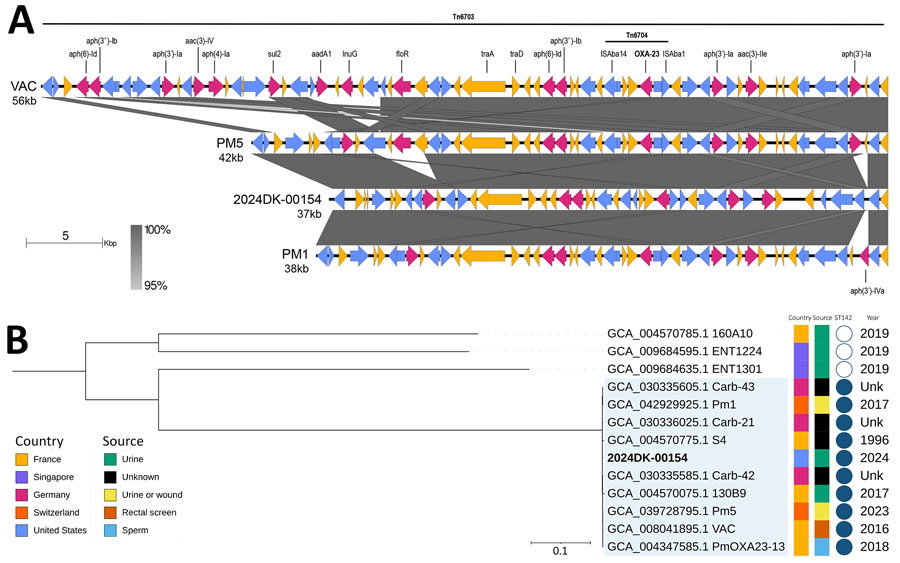 Genomic comparisons of blaOXA-23–positive Proteus mirabilis detected in Massachusetts, USA, in 2024 to clinical isolates identified in previous studies. A) Genomic context of blaOXA-23 regions of P. mirabilis isolate detected in Massachusetts (2024DK-00154) and P. mirabilis clinical isolates previously identified in Switzerland (Pm1 and Pm5) and France (VAC). BLASTn (https://blast.ncbi.nlm.nih.gov) was used to identify the best match to the National Center for Biotechnology Information nucleotide database (https://www.ncbi.nlm.nih.gov/nucleotide) of the blaOXA-23-containing region. Genomic region comparison was generated using Easyfig (https://mjsull.github.io/Easyfig). Pink indicates antimicrobial resistance genes; blue indicates insertion sequences and transposon genes; yellow indicates other genes. Grey shading represents percent nucleotide sequence identity as indicated by the key. B) Phylogenetic tree based on core-genome alignment of blaOXA-23–positive P. mirabilis isolate detected in Massachusetts (2024DK-00154, in bold; GenBank accession no. CP194042) and blaOXA-23–positive P. mirabilis clinical isolates previously identified in other countries (GenBank accession nos. GCA_004347585.1a, GCA_004570075.1, GCA_004570775.1, GCA_004570785.1, GCA_008041895.1, GCA_009684595.1, GCA_009684635.1, GCA_030335585.1, GCA_030335605.1, GCA_030336025.1, GCA_039728795.1, GCA_042929925.1; genome assembly sizes min: 3.91 Mb; max: 4.11 Mb; average: 4.00 Mb). Core-genome alignment and construction of a maximum-likelihood tree were performed using Parsnp (https://github.com/marbl/parsnp). Tree was visualized using iTOL (https://itol.embl.de) and rooted at the midpoint. Country and source of isolate collection are specified. Filled blue circles represent sequence type (ST) 142 isolates; empty circles represent non-ST142 isolates. Year of isolate collection is provided when known. Blue box indicates ST142 isolate cluster. Scale bar indicates number of substitutions per nucleotide. Unk, unknown.