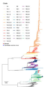 Maximum-likelihood tree of influenza A virus H1 gene from study of molecular epidemiology and evolution of swine influenza A viruses, Vietnam, 2020–2024. Branches are colored by clades. Scale bar represents the number of nucleotide substitutions per site. 