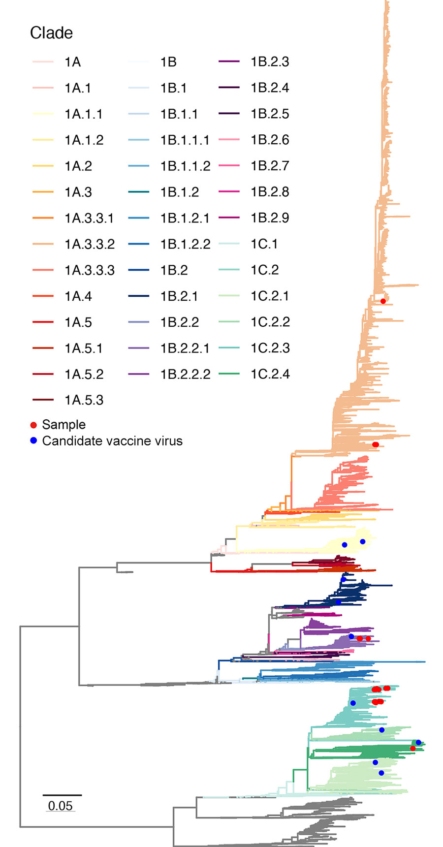 Maximum-likelihood tree of influenza A virus H1 gene from study of molecular epidemiology and evolution of swine influenza A viruses, Vietnam, 2020–2024. Branches are colored by clades. Scale bar represents the number of nucleotide substitutions per site.