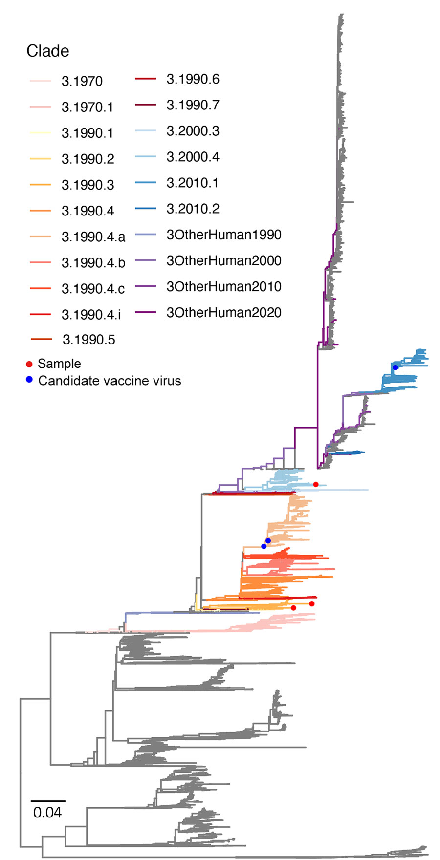 Maximum-likelihood tree of influenza A virus H3 gene from study of molecular epidemiology and evolution of swine influenza A viruses, Vietnam, 2020–2024. Branches are colored by clades. Scale bar represents the number of nucleotide substitutions per site.