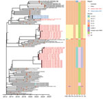 Time-scaled maximum likelihood phylogeny of swine influenza A virus hemagglutinin H1 clade 1C.2.3 from study of molecular epidemiology and evolution of swine influenza A viruses, Vietnam, 2020–2024. The heatmap shows the genetic source of all genes. Dots are colored by geographic regions. Red and blue circled dots and labels show the samples in Vietnam from this study and from previous studies. Shimodaira-Hasegawa–like approximate likelihood ratio test branch support values are labeled on nodes. The horizontal axis represents calendar time.
