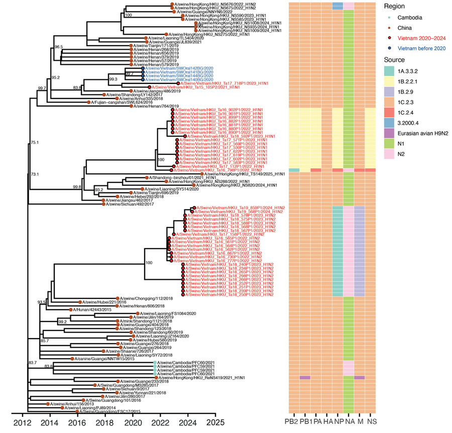 Time-scaled maximum likelihood phylogeny of swine influenza A virus hemagglutinin H1 clade 1C.2.3 from study of molecular epidemiology and evolution of swine influenza A viruses, Vietnam, 2020–2024. The heatmap shows the genetic source of all genes. Dots are colored by geographic regions. Red and blue circled dots and labels show the samples in Vietnam from this study and from previous studies. Shimodaira-Hasegawa–like approximate likelihood ratio test branch support values are labeled on nodes. The horizontal axis represents calendar time.