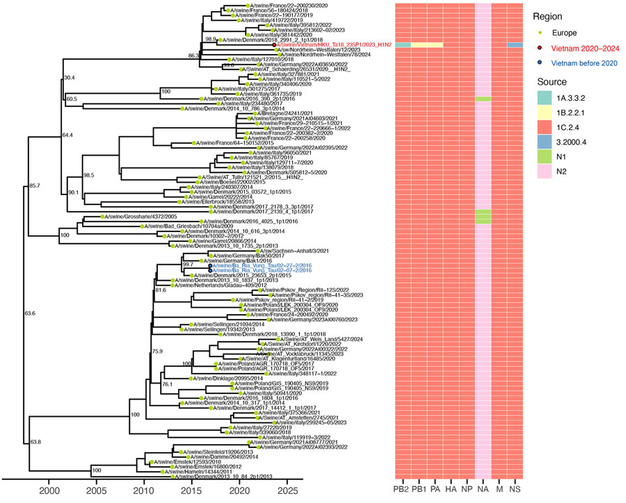 Time-scaled maximum likelihood phylogeny of swine influenza A virus hemagglutinin H1 clade 1C.2.4 from study of molecular epidemiology and evolution of swine influenza A viruses, Vietnam, 2020–2024. The heatmap shows the genetic source of all genes. Dots are colored by geographic regions. Red and blue circled dots and labels show the samples in Vietnam from this study and from previous studies. Shimodaira-Hasegawa–like approximate likelihood ratio test branch support values are labeled on nodes. The horizontal axis represents calendar time.