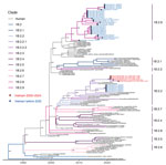 Time-scaled maximum likelihood phylogeny of swine influenza A virus hemagglutinin H1 lineage 1B from study of molecular epidemiology and evolution of swine influenza A viruses, Vietnam, 2020–2024. Branches colored by lineage 1B clades. Red and blue circled dots and labels show the samples in Vietnam from this study and from previous studies. Shimodaira-Hasegawa–like approximate likelihood ratio test branch support values are labeled on nodes. The horizontal axis represents calendar time.