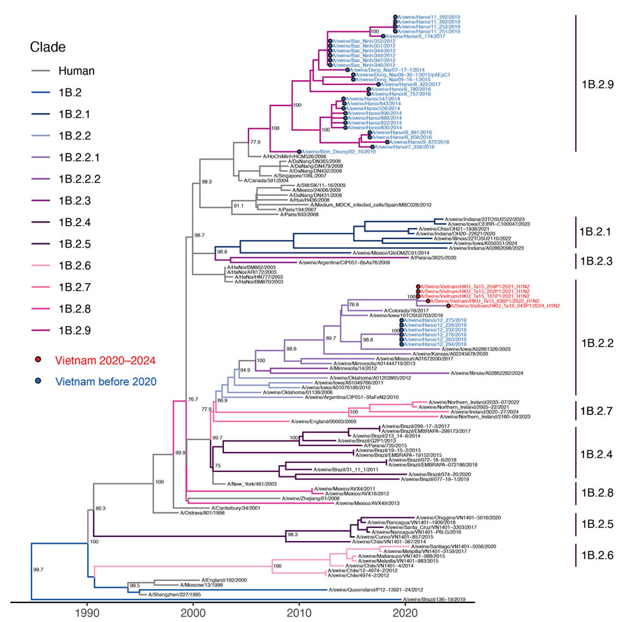 Time-scaled maximum likelihood phylogeny of swine influenza A virus hemagglutinin H1 lineage 1B from study of molecular epidemiology and evolution of swine influenza A viruses, Vietnam, 2020–2024. Branches colored by lineage 1B clades. Red and blue circled dots and labels show the samples in Vietnam from this study and from previous studies. Shimodaira-Hasegawa–like approximate likelihood ratio test branch support values are labeled on nodes. The horizontal axis represents calendar time.