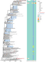 Time-scaled maximum likelihood phylogeny of swine influenza A virus hemagglutinin H1 clade 1A.3.3.2/pdm from study of molecular epidemiology and evolution of swine influenza A viruses, Vietnam, 2020–2024. Tips colored by geographic region. Red and blue circled dots and labels show the samples in Vietnam from this study and from previous studies. Shimodaira-Hasegawa–like approximate likelihood ratio test  branch support values are labeled on nodes. The horizontal axis represents calendar time.