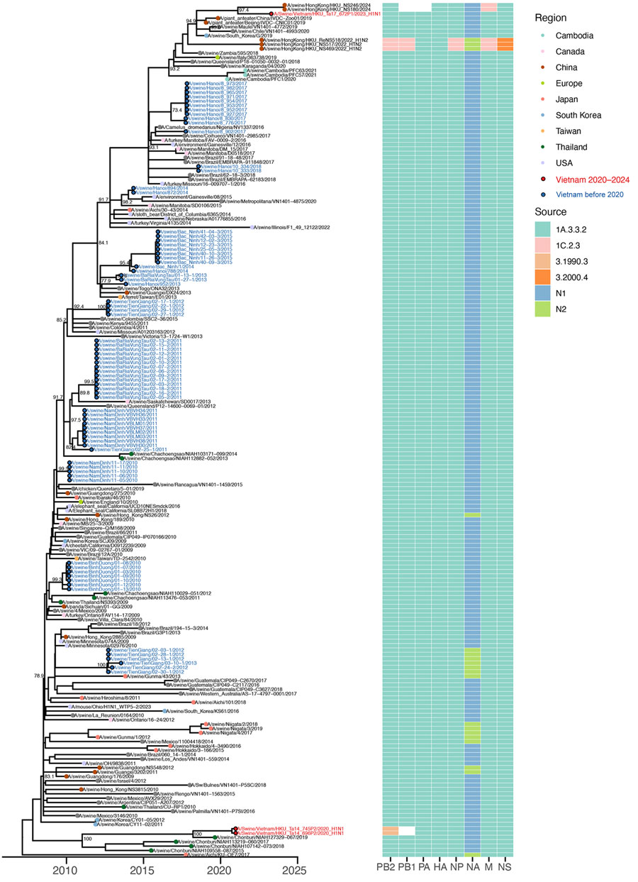 Time-scaled maximum likelihood phylogeny of swine influenza A virus hemagglutinin H1 clade 1A.3.3.2/pdm from study of molecular epidemiology and evolution of swine influenza A viruses, Vietnam, 2020–2024. Tips colored by geographic region. Red and blue circled dots and labels show the samples in Vietnam from this study and from previous studies. Shimodaira-Hasegawa–like approximate likelihood ratio test branch support values are labeled on nodes. The horizontal axis represents calendar time.