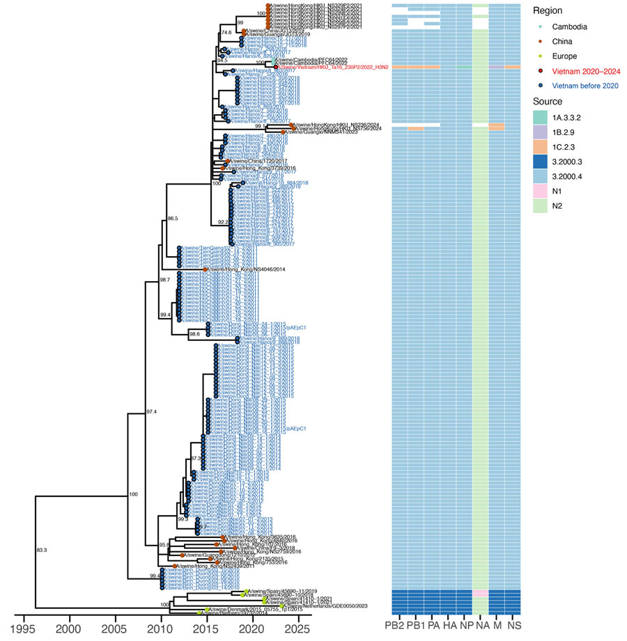 Time-scaled maximum likelihood phylogeny of swine influenza A virus hemagglutinin H3 clade 3.2000.4 from study of molecular epidemiology and evolution of swine influenza A viruses, Vietnam, 2020–2024. The heatmap shows the genetic source of all genes. Dots are colored by geographic regions. Red and blue circled dots and labels show the samples in Vietnam from this study and from previous studies. Shimodaira-Hasegawa–like approximate likelihood ratio test branch support values are labeled on nodes. The horizontal axis represents calendar time.