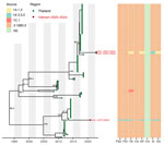 Time-scaled maximum likelihood phylogeny of swine influenza A virus hemagglutinin H3 clade 3.1990.3 from study of molecular epidemiology and evolution of swine influenza A viruses, Vietnam, 2020–2024. The heatmap shows the genetic source of all genes. Dots are colored by geographic regions. Red and blue circled dots and labels show the samples in Vietnam from this study and from previous studies. Shimodaira-Hasegawa–like approximate likelihood ratio test branch support values are labeled on nodes. The horizontal axis represents calendar time.