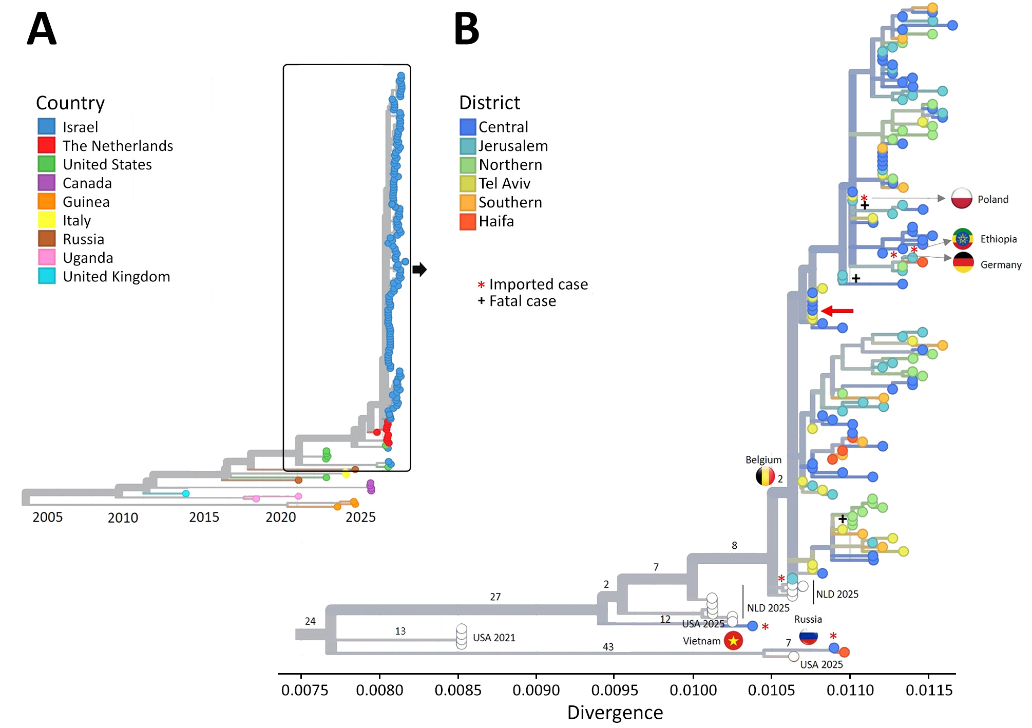 Phylogenetic analysis from investigation of genomic and epidemiologic insights into ongoing measles outbreak, Israel, 2025–2026. Phylogenetic tree including 132 sequences from Israel collected during April 2025–February 2026 and 29 global sequences from 2020–2025 available in the National Center for Biotechnology Information (Appendix) Tree was constructed using the Nextrain Augur pipeline under the generalized time reversible substitution model, and visualized with Auspice (10). A) Time-resolved phylogenetic tree including Israel and global sequences. B) Divergence tree highlighting the Israel clusters and indicating the district of origin for each sample; branch lengths and the x-axis represent genetic divergence, whereas numbers along branches indicate inferred nucleotide substitutions relative to the parental node. Asterisks (*) denote cases with documented travel around the time of measles identification; country flags indicate the reported travel destination when known. Plus signs (+) denote fatal cases in children. Red arrow denotes the epidemiologically linked case related to the initial importation from Belgium.