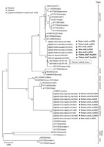 Phylogenetic relationships of Orientia tsutsugamushi strains detected in field mice, mites, and a human patient from a study of reemergence of scrub typhus associated with Leptotrombidium akamushi mites and Karp-like O. tsutsugamushi genotype bacteria, Japan, 2024–2025. Phylogenetic analysis was performed using the neighbor-joining method on the basis of an ≈420-bp region of the 56-kDa type–specific antigen gene. Sequences obtained from the placenta specimen, patient serum, 1 field mouse, and 3 L. akamushi mite larvae clustered together within the Karp-like lineage and were identical within the analyzed region. The placenta sequence (GenBank accession no. LC912005) was also identical over a 959-bp region to 2 L. akamushi mite–derived sequences (GenBank accession nos. LC912009 and LC912010). Reference strains representing major genotypes, including Kato and Karp-related strains, are included for comparison. O. tsutsugamushi bacterial sequences from rodents were all obtained from large Japanese field mice (Apodemus speciosus). Scale bar indicates nucleotide substitutions per site.