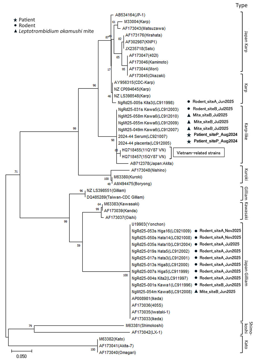 Phylogenetic relationships of Orientia tsutsugamushi strains detected in field mice, mites, and a human patient from a study of reemergence of scrub typhus associated with Leptotrombidium akamushi mites and Karp-like O. tsutsugamushi genotype bacteria, Japan, 2024–2025. Phylogenetic analysis was performed using the neighbor-joining method on the basis of an ≈420-bp region of the 56-kDa type–specific antigen gene. Sequences obtained from the placenta specimen, patient serum, 1 field mouse, and 3 L. akamushi mite larvae clustered together within the Karp-like lineage and were identical within the analyzed region. The placenta sequence (GenBank accession no. LC912005) was also identical over a 959-bp region to 2 L. akamushi mite–derived sequences (GenBank accession nos. LC912009 and LC912010). Reference strains representing major genotypes, including Kato and Karp-related strains, are included for comparison. O. tsutsugamushi bacterial sequences from rodents were all obtained from large Japanese field mice (Apodemus speciosus). Scale bar indicates nucleotide substitutions per site.