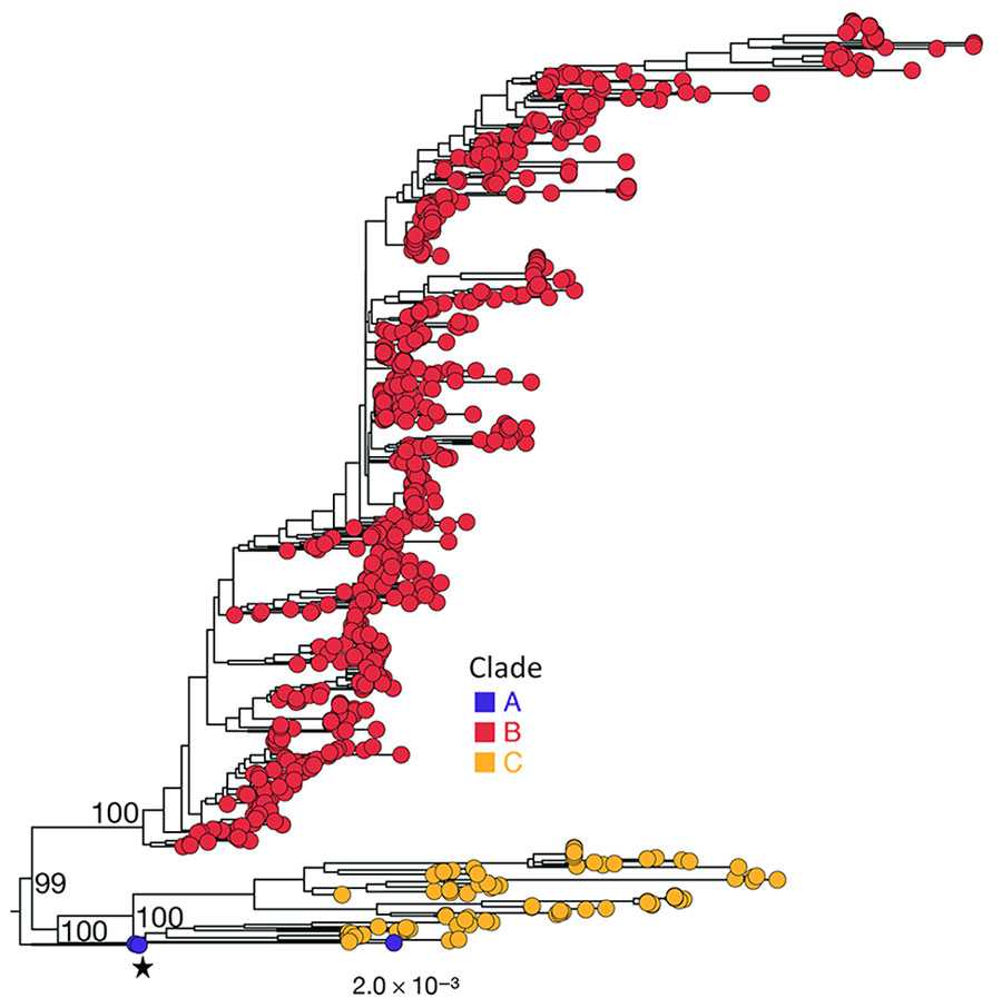 Maximum-likelihood phylogenetic tree highlighting the primary Middle East respiratory syndrome coronavirus clades described during global genomic surveillance, 2012–2025. The tree is rooted on a clade A sequence from GenBank (accession no. KC776174.1), indicated by the black star. The branches are colored by clade. Bootstrap values are shown for major nodes.