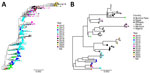 Maximum-likelihood phylogenetic trees of Middle East respiratory syndrome coronavirus described during global genomic surveillance, 2012–2025. A) Clade B sequences. The tips are colored by the year of sample collection. B) Clade C sequences. The tip-shape represents the country of isolation, and the color represents the year of sample collection.