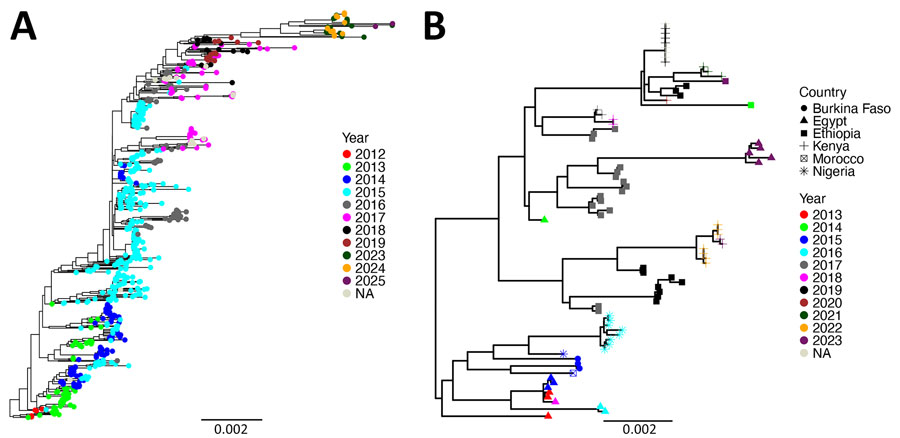 Maximum-likelihood phylogenetic trees of Middle East respiratory syndrome coronavirus described during global genomic surveillance, 2012–2025. A) Clade B sequences. The tips are colored by the year of sample collection. B) Clade C sequences. The tip-shape represents the country of isolation, and the color represents the year of sample collection.