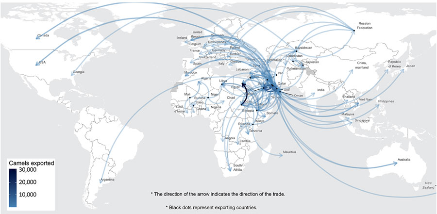 Live camel exports between countries described during global genomic surveillance, 2013–2024. The arrow tail represents the source country and the arrowhead represents destination country. The color of the arrow represents the number of camel exports. Trade flows are contextual indicators of animal movement connectivity and do not provide evidence of Middle East respiratory syndrome coronavirus infection, infected-animal movement, viral introduction, or viral circulation. The Australia-directed flows represent 6 animals in total, 5 in 2015 and 1 in 2021, and should be interpreted accordingly. Map provided by the World Health Organization Health Emergencies Programme using data from the Food and Agriculture Organization of the United Nations statistics database.