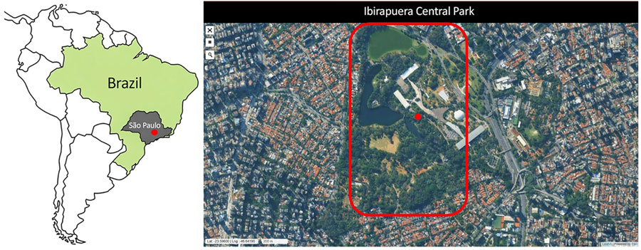 Location of Ibirapuera Central Park where waterfowl were found dead from divergent highly pathogenic avian influenza A(H5N1) clade 2.3.4.4b virus, São Paulo, Brazil, 2025. Map shows location in South America. Satellite image of park shows red outline of Ibirapuera Central Park, São Paulo, Brazil; red dots indicate the location where the 2 birds were found dead. Satellite image is from the catalog of images of the National Institute for Space Research (https://www.dgi.inpe.br/catalogo).